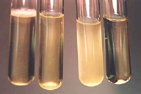 Babio ने ग्लोबल मायक्रोबायोलॉजी लॅबसाठी उच्च-कार्यक्षमता ब्रेन हार्ट इन्फ्यूजन ब्रॉथ लाँच केले