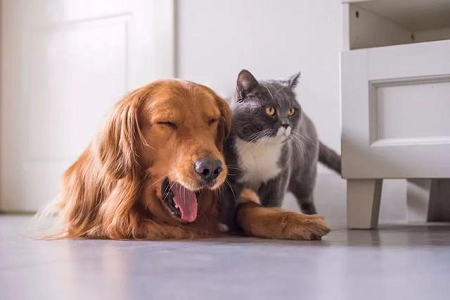 Babio ने पाळीव प्राण्यांमध्ये रॅपिड टॉक्सोप्लाझ्मा अँटीबॉडी शोधण्यासाठी TOXO Ab टेस्ट किट लाँच केली