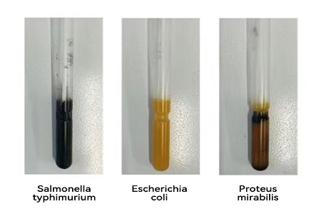 BABIO ने विश्वसनीय जागतिक सूक्ष्मजीव नमुना हस्तांतरणासाठी उच्च-कार्यक्षमता वाहतूक माध्यम (SS प्रकार) लाँच केले
