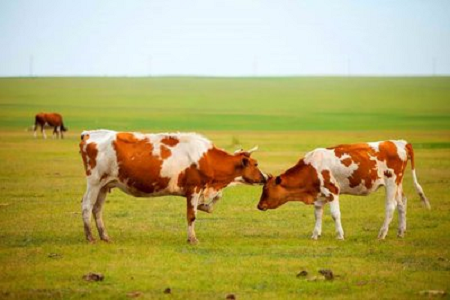 BABIO ने आधुनिक पशुपालनासाठी उच्च-संवेदनशील बोवाइन प्रेग्नन्सी रॅपिड टेस्ट किट सादर केले