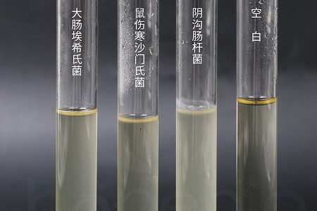 Babio बायोटेक्नॉलॉजीने विश्वसनीय मायक्रोबियल कल्चरिंगसाठी उच्च-कार्यक्षमता ब्रेन हार्ट इन्फ्यूजन ब्रॉथ लाँच केले