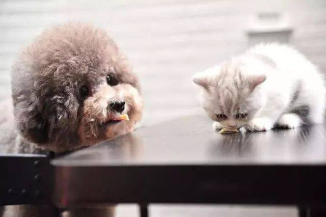 बाबिओ बायोटेकने अचूक निदानासाठी प्रगत पेट टेस्ट किट लाँच केले आहे